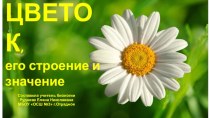 Цветок, его строение и значение (6 класс)