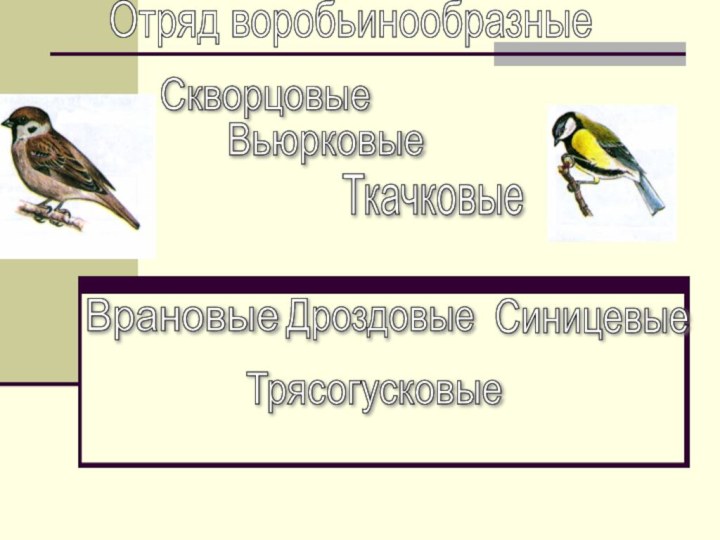 Отряд воробьинообразныеВрановыеСкворцовыеВьюрковыеТкачковыеДроздовыеСиницевыеТрясогусковые