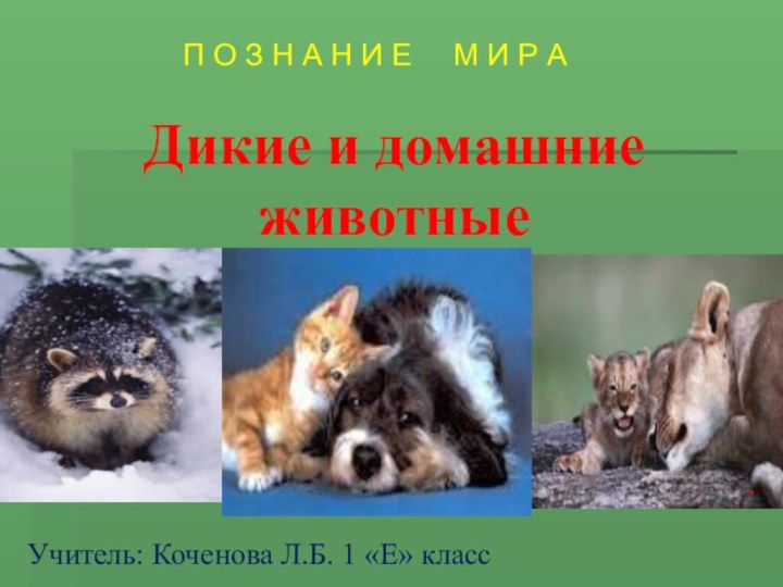 Дикие и домашние  животные.Учитель: Коченова Л.Б. 1 «Е» класс