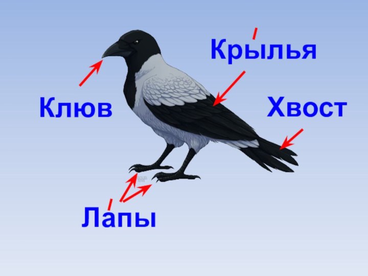 Назови части птицы