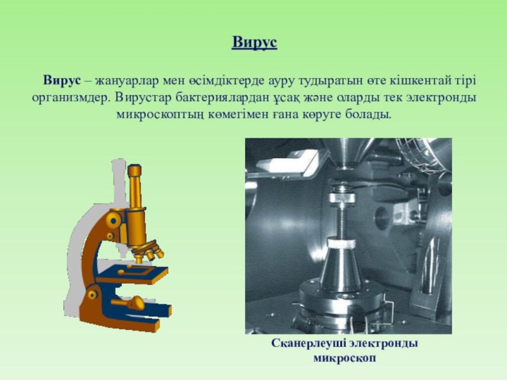 Вирус  Вирус – жануарлар мен өсімдіктерде ауру тудыратын өте кішкентай тірі