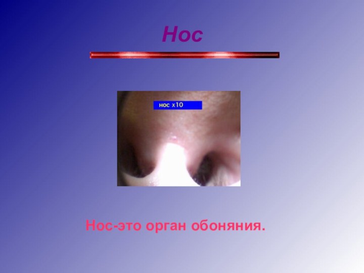 Нос Нос-это орган обоняния.