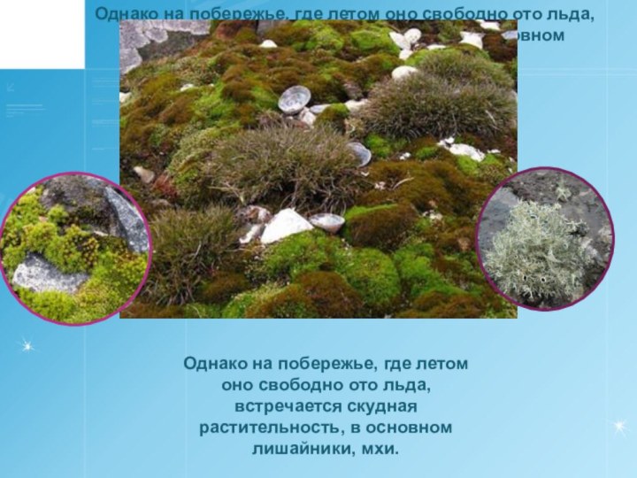 Однако на побережье, где летом оно свободно ото льда, встречается скудная растительность,