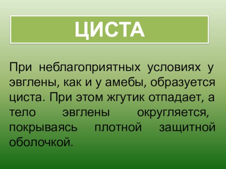 При неблагоприятных условиях у эвглены, как и у амебы, образуется циста. При