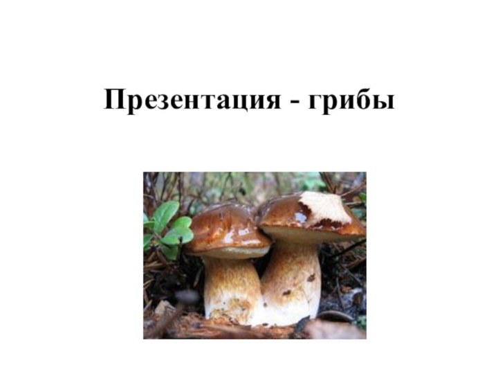 Презентация - грибы