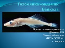 Презентация для спецкурса байкаловедение Голомянка-эндемик Байкала