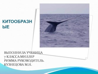 Презентация по биологии 7 класс китообразные и ластоногие
