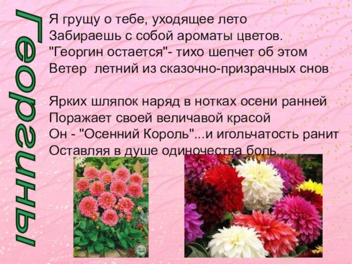 ГеоргиныЯ грущу о тебе, уходящее лето Забираешь с собой ароматы цветов.