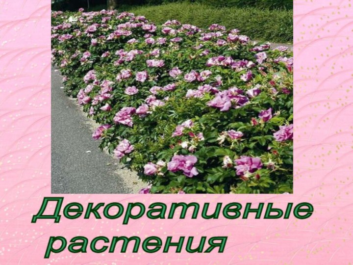 Декоративные   растения