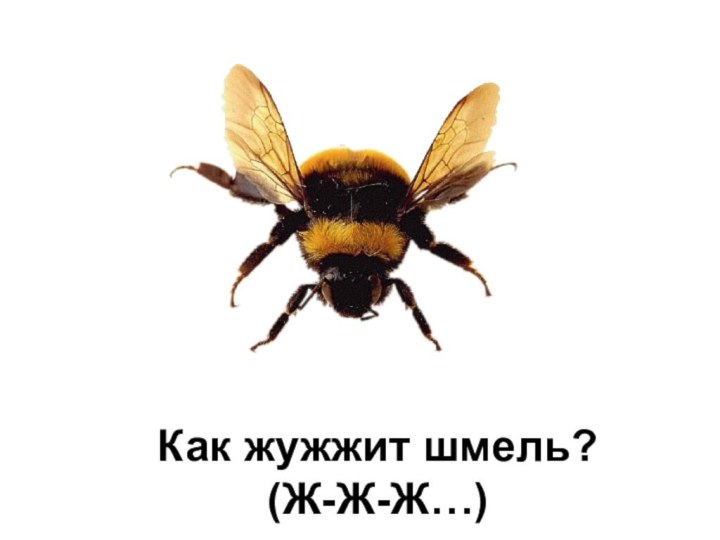 Как жужжит шмель?  (Ж-Ж-Ж…)