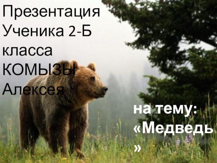 Презентация Ученика 2-Б классаКОМЫЗЫ Алексеяна тему: «Медведь»
