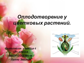 Презентация по биологии на тему Оплодотворение у цветковых растений