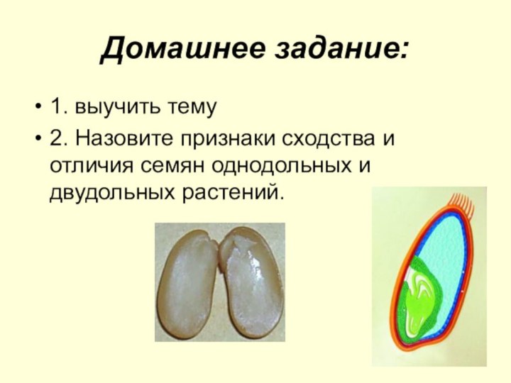 Домашнее задание:1. выучить тему2. Назовите признаки сходства и отличия семян однодольных и двудольных растений.