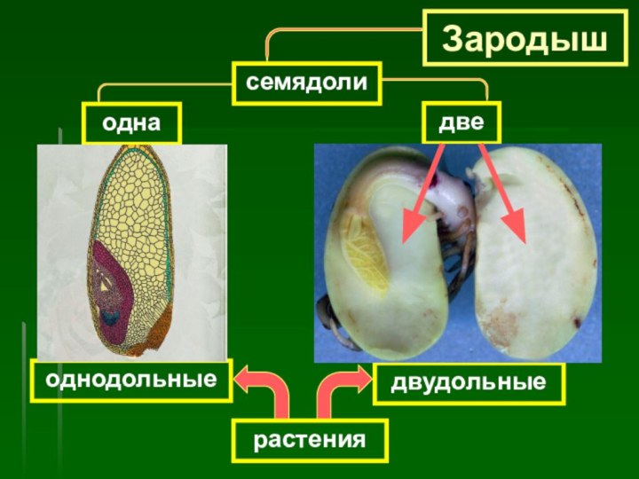 Зародышсемядолиоднарастенияоднодольныедвудольныедве