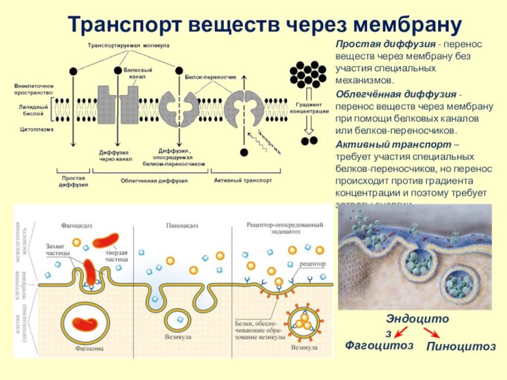 Транспорт веществ через мембрануПростая диффузия - перенос веществ через мембрану