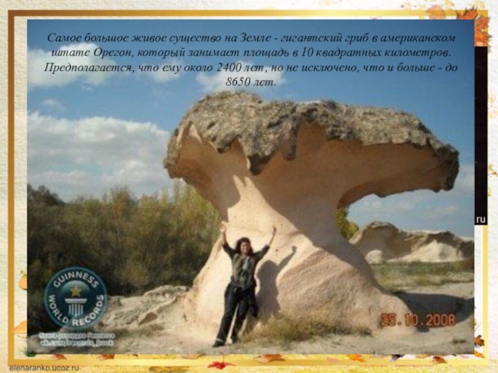 Самое большое живое существо на Земле - гигантский гриб в американском штате