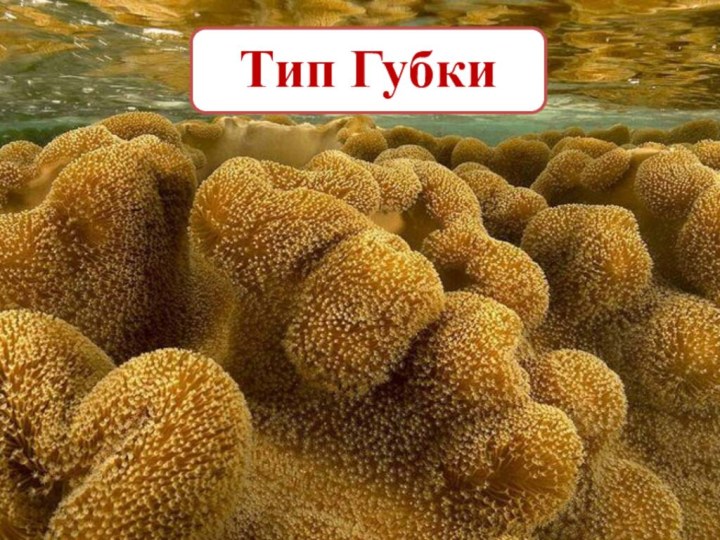 Тип Губки