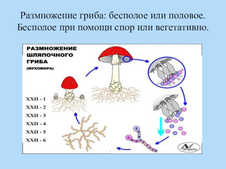 Размножение гриба: бесполое или половое. Бесполое при помощи спор или вегетативно.