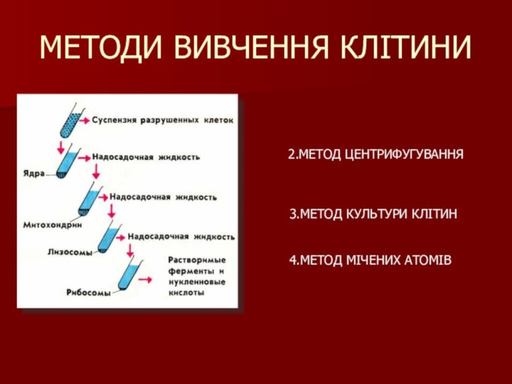 МЕТОДИ ВИВЧЕННЯ КЛІТИНИ2.МЕТОД ЦЕНТРИФУГУВАННЯ3.МЕТОД КУЛЬТУРИ КЛІТИН4.МЕТОД МІЧЕНИХ АТОМІВ