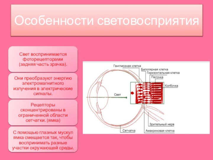 Особенности световосприятия