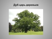 Творческий проект: Дуб – царь деревьев.