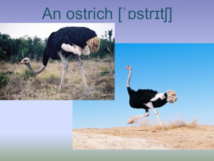 An ostrich [ˈɒstrɪtʃ]