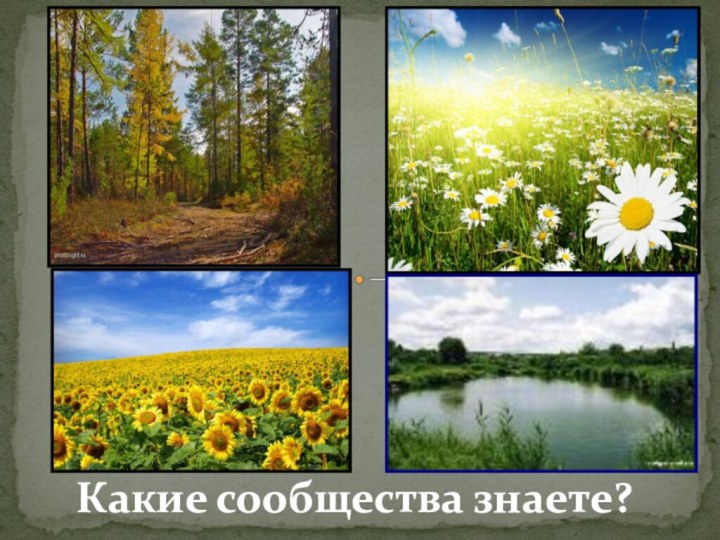 Какие сообщества знаете?