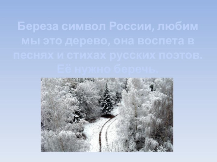 Береза символ России, любим мы это дерево, она воспета в песнях и
