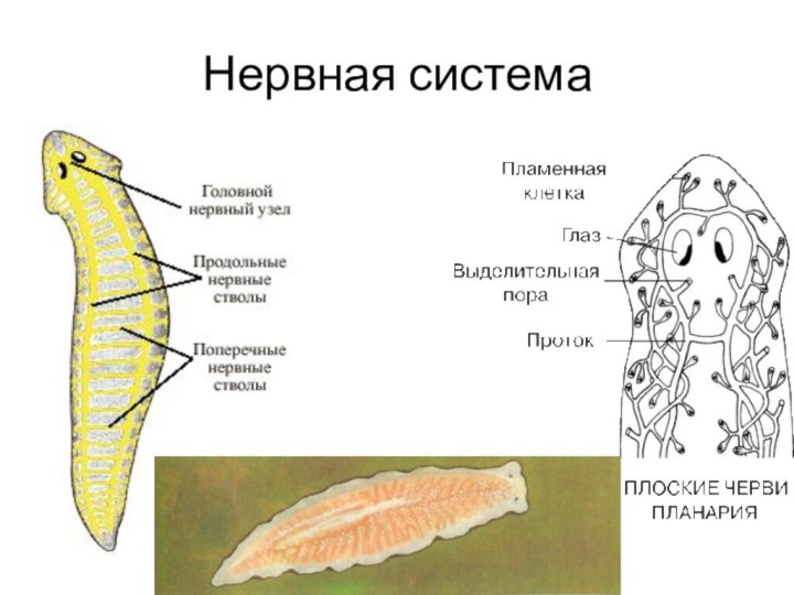 Изображение плоского червя