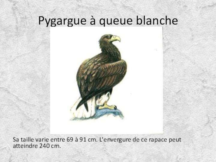 Pygargue à queue blanche Sa taille varie entre 69 à 91 cm.