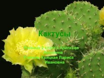 Кактусы