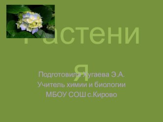 Презентация по биологии на тему Царство растений (5 класс)