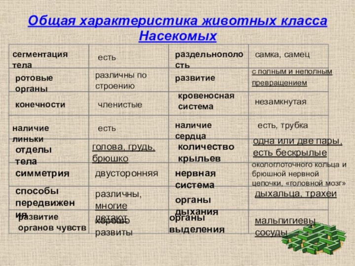 Общая характеристика животных класса Насекомыхсегментация теларотовые органыконечностиналичие линькиотделы теласимметрия способы передвиженияразвитие органов