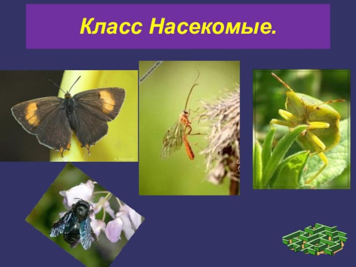 Класс Насекомые.