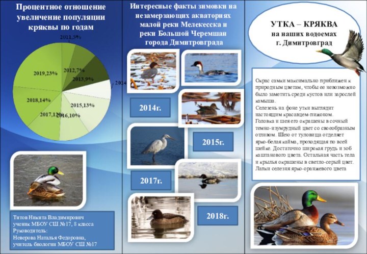 УТКА – КРЯКВАна наших водоемахг. ДимитровградОкрас самки максимально приближен к природным цветам,