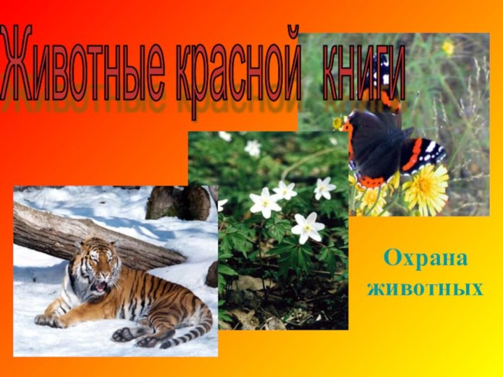 Животные красной книги Охрана животных