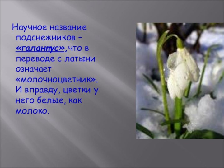 Научное название подснежников – «галантус»,что в переводе с латыни означает