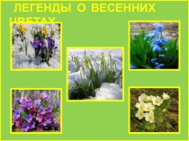 Презентация Легенды о весенних цветах