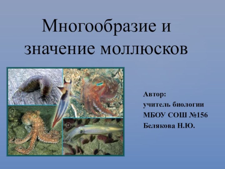 Многообразие и значение моллюсков Автор: учитель биологии МБОУ СОШ №156 Белякова Н.Ю.