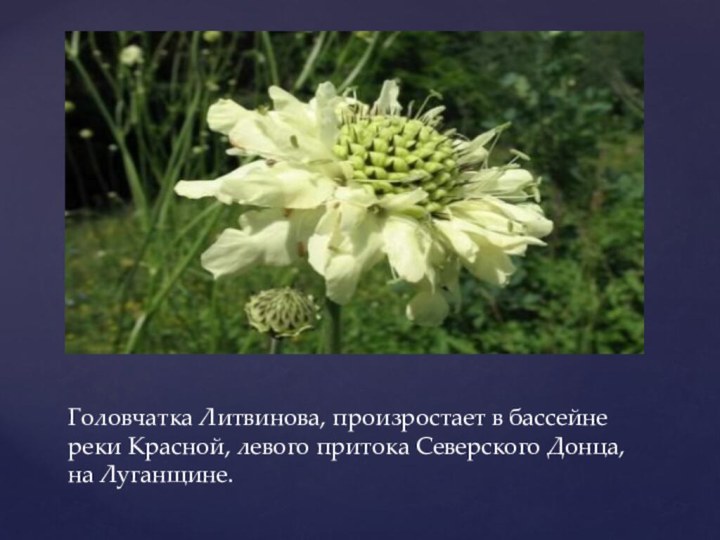 Головчатка Литвинова, произростает в бассейне реки Красной, левого притока Северского Донца, на Луганщине.