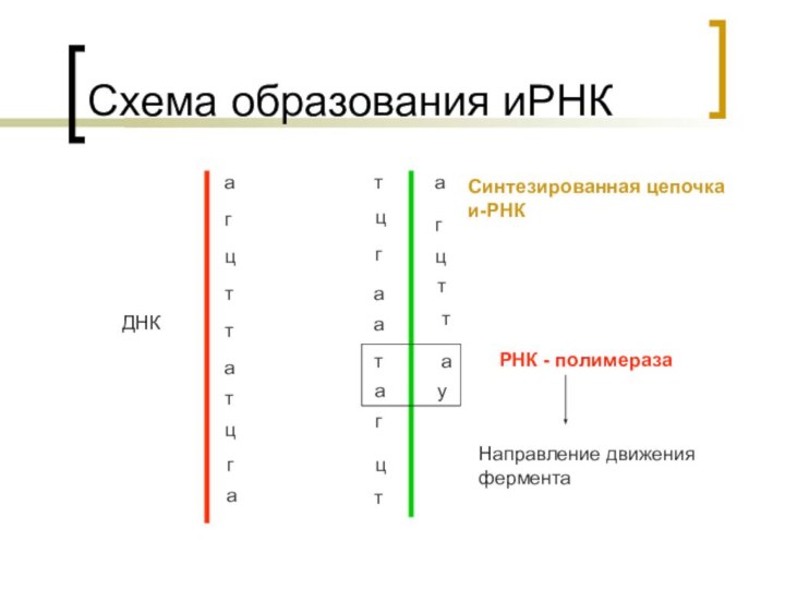 Схема образования иРНКДНКатгццгтатааттацггцатагцттауРНК - полимеразаСинтезированная цепочка и-РНКНаправление движения фермента