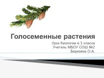 Презентация по биологии в 5 классе Голосеменные растения