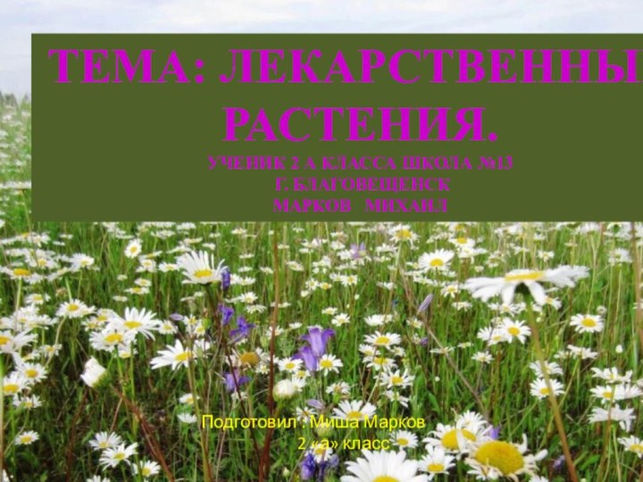 Тема: Лекарственные растения.Ученик 2 а класса школа №13 г. Благовещенск Марков