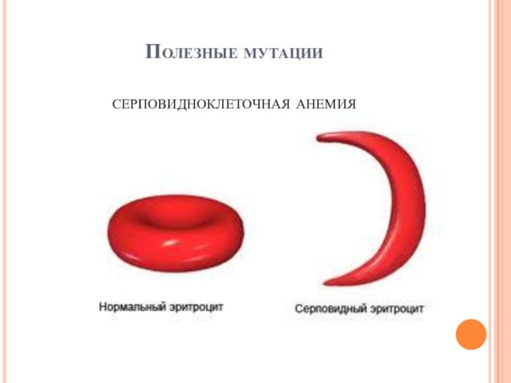 Полезные мутации  серповидноклеточная анемия