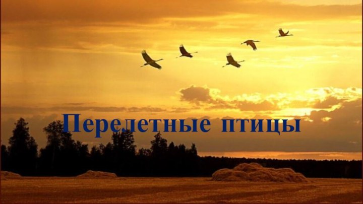 Перелетные птицы