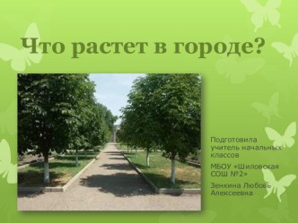 Презентация по окружающему миру Что растет в городе?