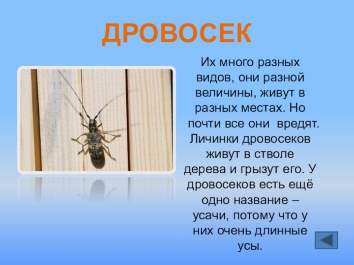 ДРОВОСЕКИх много разных видов, они разной величины, живут в разных местах. Но