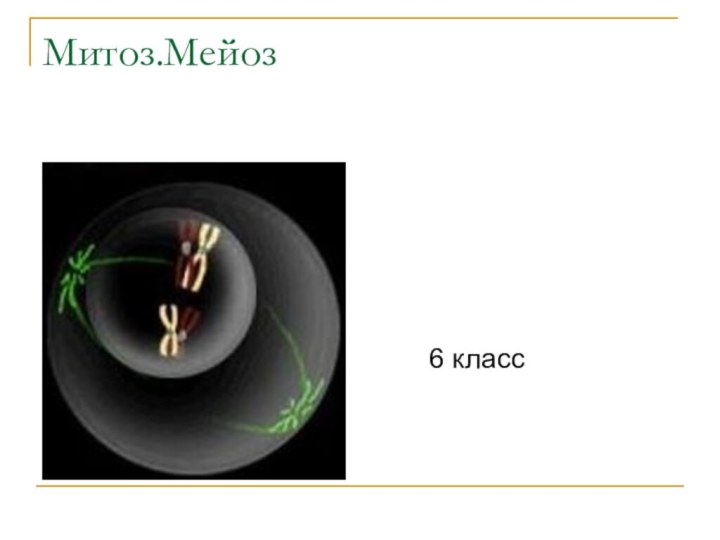 Митоз.Мейоз6 класс