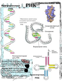 Раздаточный материал по теме: Химия клетки_РНК