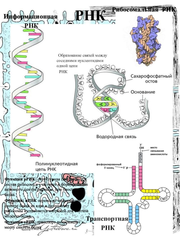 РНКФункции рРНК: структурная (входит в состав рибосом) и участвует в формировании активного